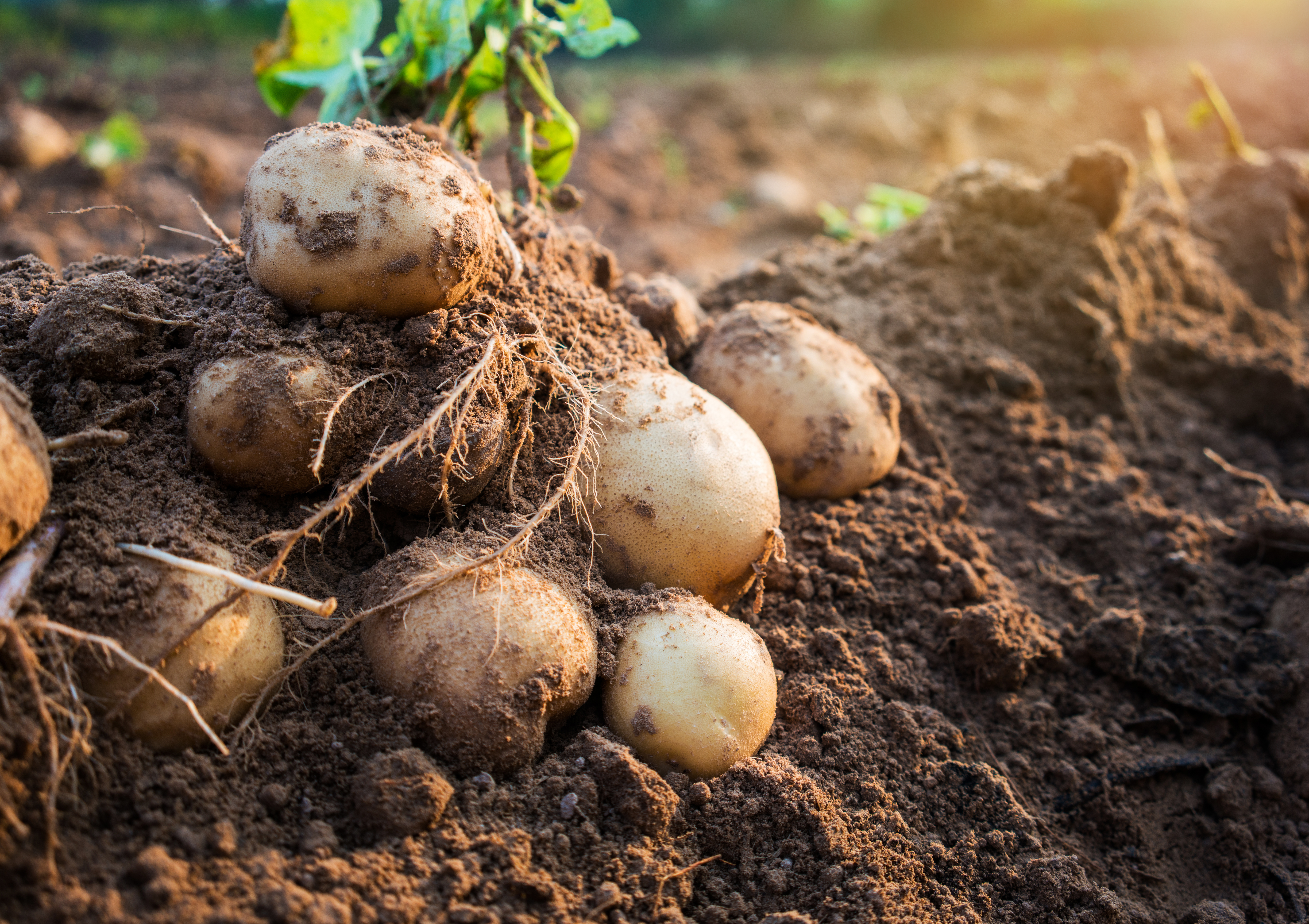 Картофель первого урожая. Картофель клубненосный. Урожай картофель 2022. Клубень картофеля. Поле картофеля.