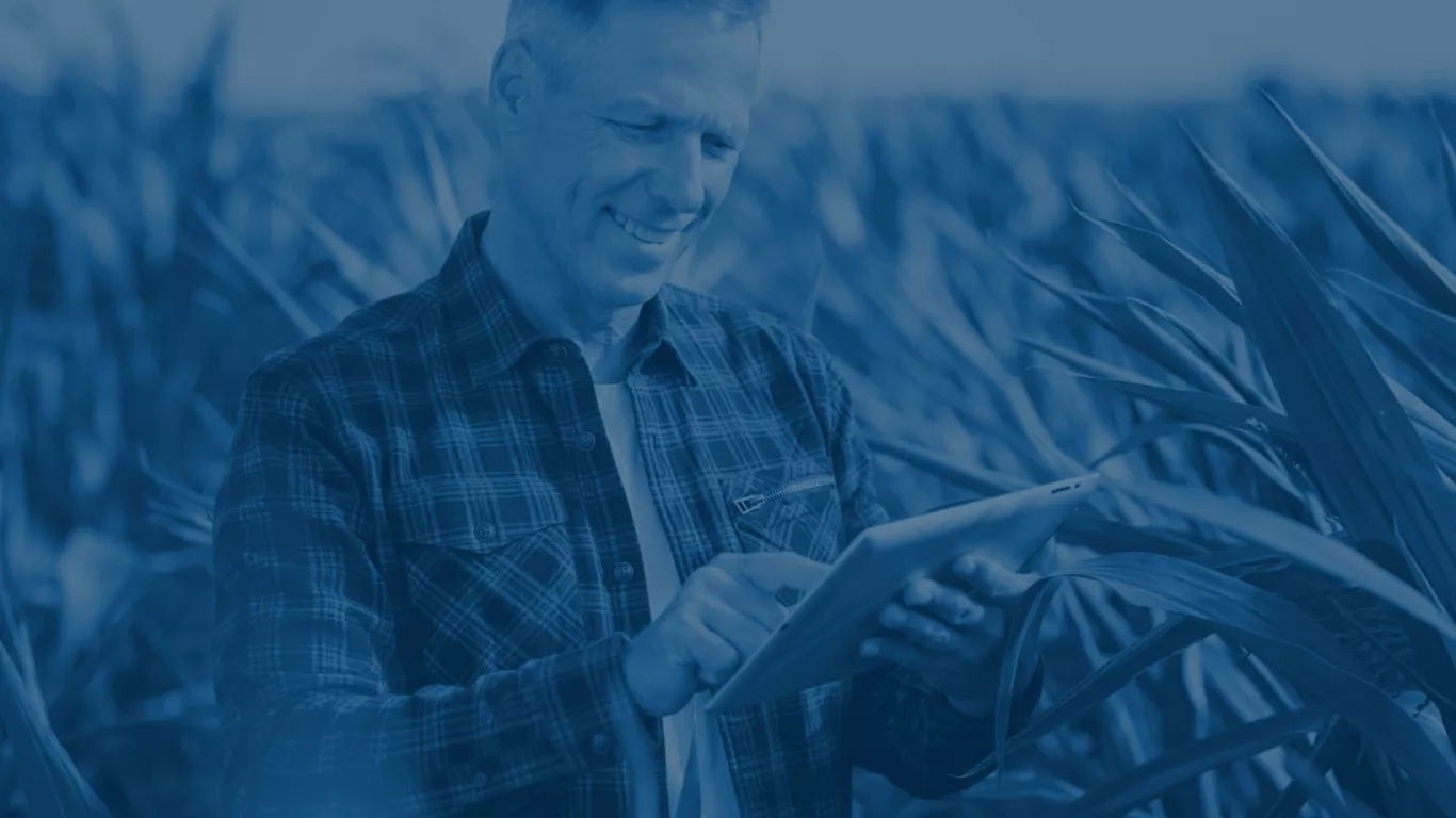 Farmer stands in front of a corn field and operates a tablet